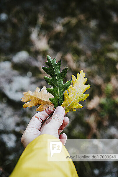 Womans Hand drei Eichenblätter in Herbstfarben