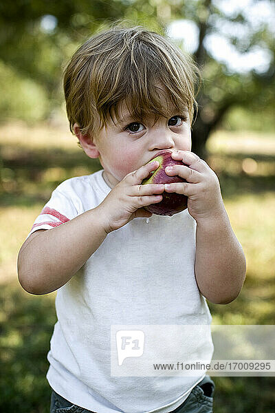 Baby boy eating apple in park