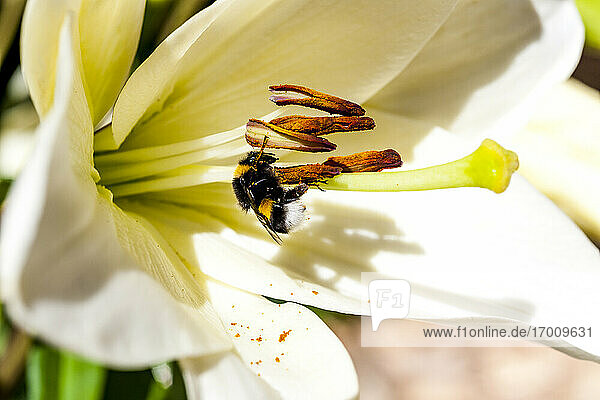 Bee feeding on pollen of white blooming flower