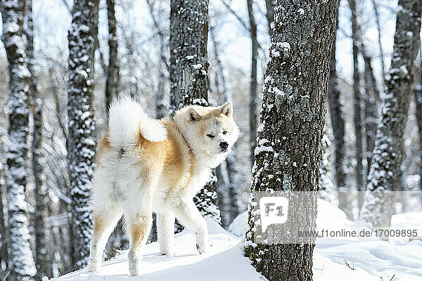 Akita-Hund beim Spaziergang im Wald im Schnee