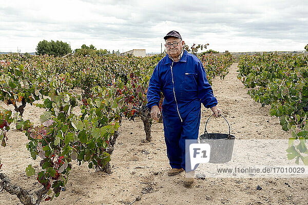 Älterer Mann trägt Eimer mit Trauben beim Spaziergang im Weinberg