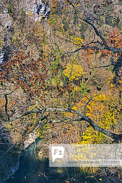 Herbstbäume mit Blick auf den darunter fließenden Fluss