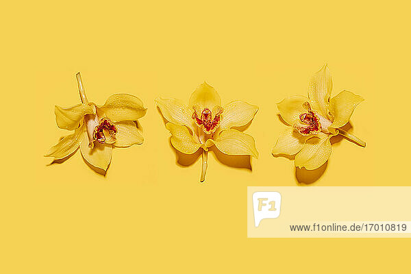 Studioaufnahme von drei Köpfen gelb blühender Orchideenblüten