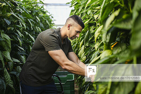 Handsome farmer harvesting vegetable at organic farm