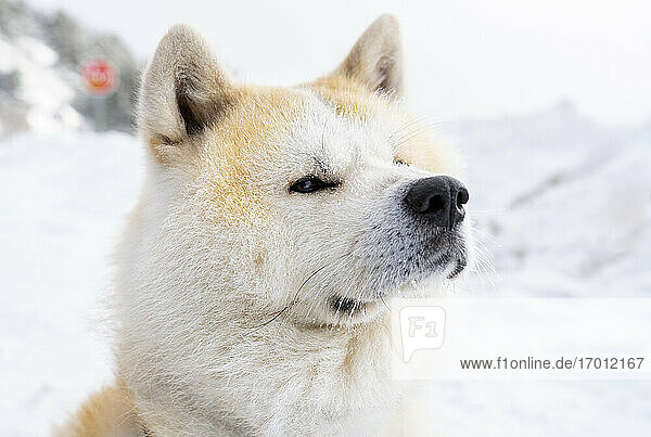 Akita inu Hund sitzend und wegschauend im Winter