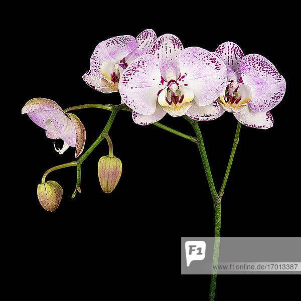 Studioaufnahme einer lila Orchidee