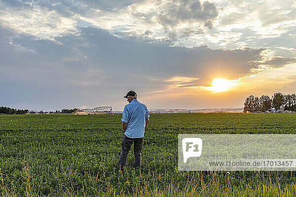 USA  Idaho  Bellevue  Man standing in field at sunset