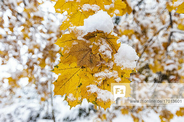 Nahaufnahme von gelben Herbst Baum mit Schnee bedeckt