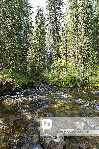 USA  Idaho  Sun Valley  Fluss im Wald
