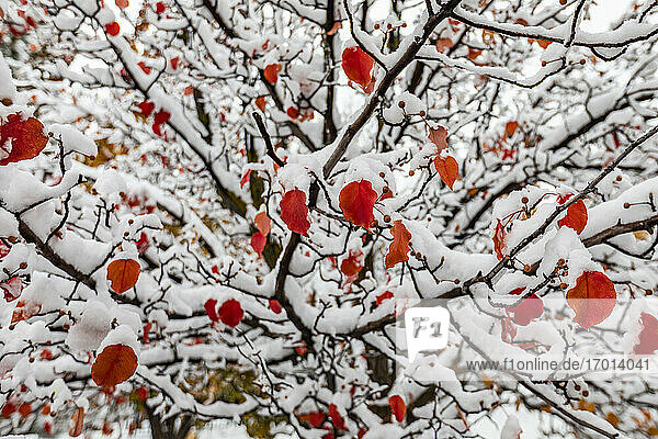 Rote Herbstblätter auf Baum mit Schnee bedeckt