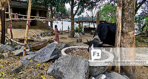 Dorf Baranagar. Westbengalen  Indien. Dieses Dorf sieht aus wie die vielen Dörfer  die sich entlang des Ganges angesiedelt haben  mit ihren Häusern  die um einen Hof gruppiert sind  in dem die Kühe angebunden und gefüttert werden  mit einer Wasserpumpe  die für jeden die Wasserstelle ist  und einer eigenen Küche.
