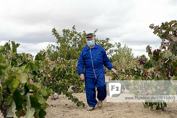 Älterer Mann mit Maske  der einen Eimer mit schwarzen Trauben trägt  während er in einem Weinberg spazieren geht