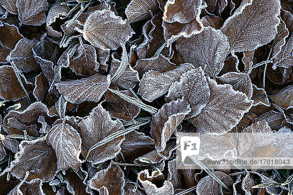Braun gefrostete Blätter im Freien liegend