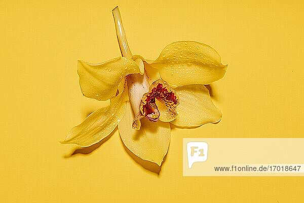 Kopf einer gelb blühenden Orchidee