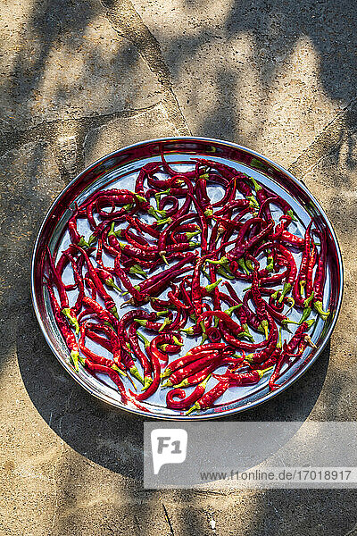 Kultivierte rote Chilis in Platten im Freien