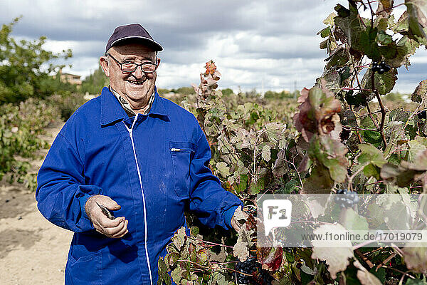 Smiling elderly man harvesting black grapes in vineyard
