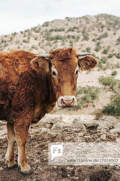 Porträt einer im Freien stehenden braunen Kuh