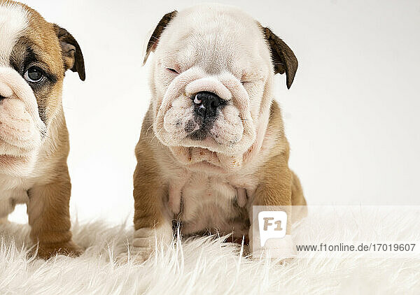 Zwei Englische Bulldoggenwelpen sitzen auf einem Teppich