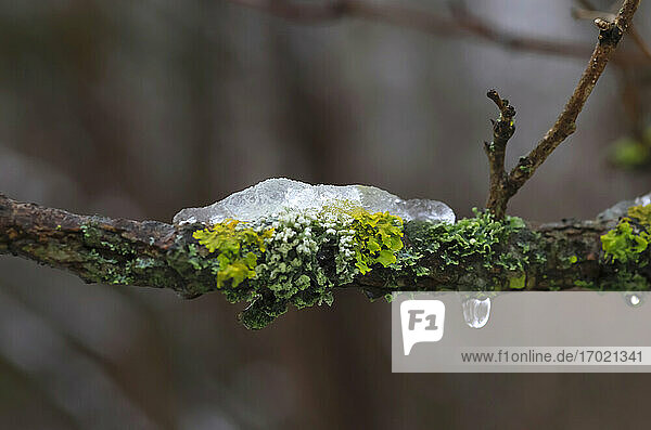 Ice melting on lichen covered branch