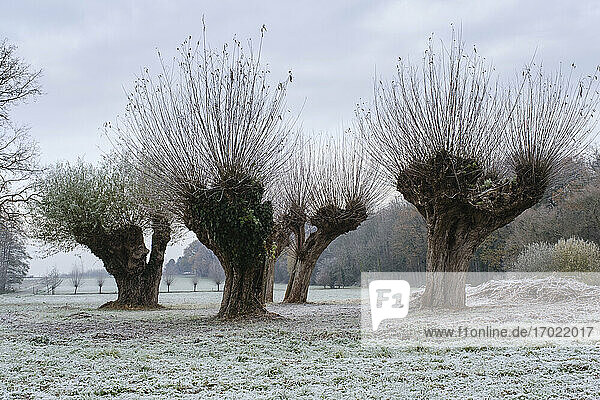 Bestäubte Weidenbäume im Winter