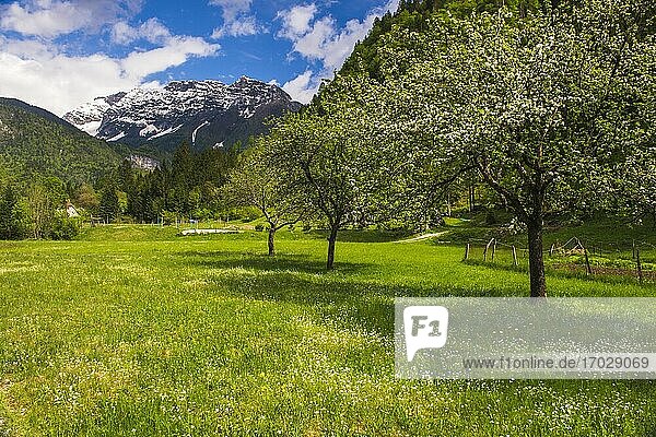 Soca-Tal  Slowenien. Julische Alpen  gesehen vom Soca-Tal im Triglav-Nationalpark  Julische Alpen  Slowenien  Europa