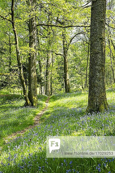 Glockenblumenwald bei Derwent Water  Lake District  Cumbria  England