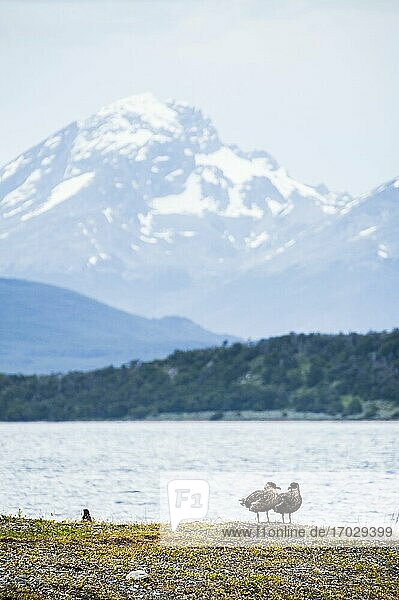 Brauner Skua (Stercorarius antarcticus)  Ushuaia  Feuerland  Patagonien  Argentinien