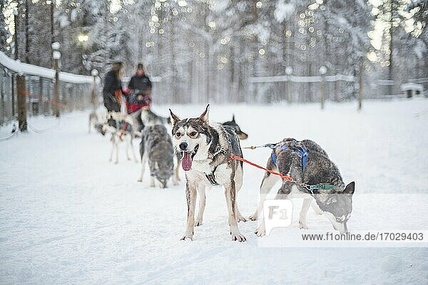 Husky sledding  Torassieppi  Lapland  Finland