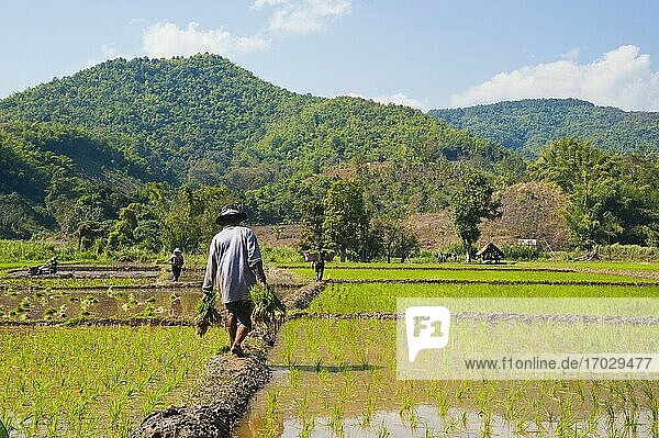Mann vom Lahu-Bergvolk bei der Arbeit in einem Reisfeld in der Nähe von Chiang Rai  Thailand  Südostasien  Asien