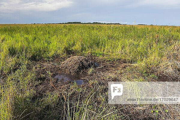 Nest des Yacare-Kaimans (Caiman Yacare)  Ibera-Feuchtgebiete (auch Ibera-Sümpfe genannt)  ein Sumpfgebiet in der Provinz Corrientes  Argentinien