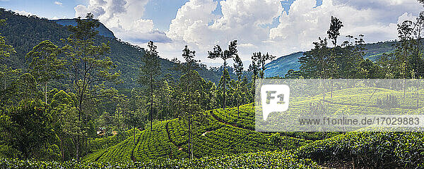 Teeplantage im Teeland   auch bekannt als Hügelland und Sri Lanka Central Highlands   Distrikt Nuwara Eliya in Sri Lanka  Asien