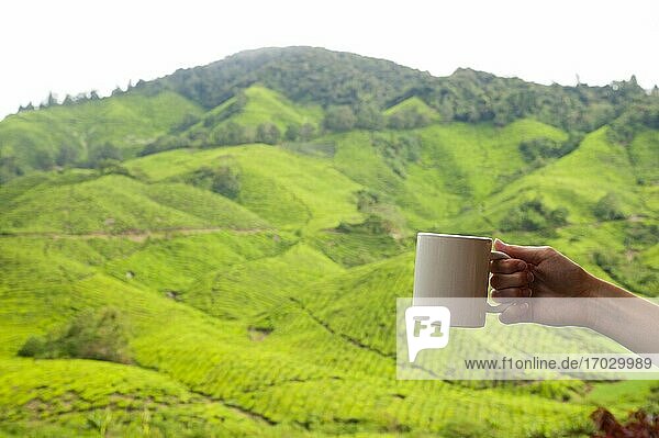 Eine Tasse Tee in den Cameron Highlands  Malaysia. Nach einem langen Tag  an dem Sie durch die endlosen Teeplantagen gewandert sind und den dichten Dschungel der Cameron Highlands erkundet haben  gibt es nichts Besseres  als den Tag mit einer Tasse lokal hergestellten Tees zu beenden!