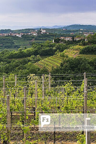 Slowenische Weinberge und die auf einem Hügel gelegene Stadt Vedrijan  Goriska Brda  Slowenien  Europa