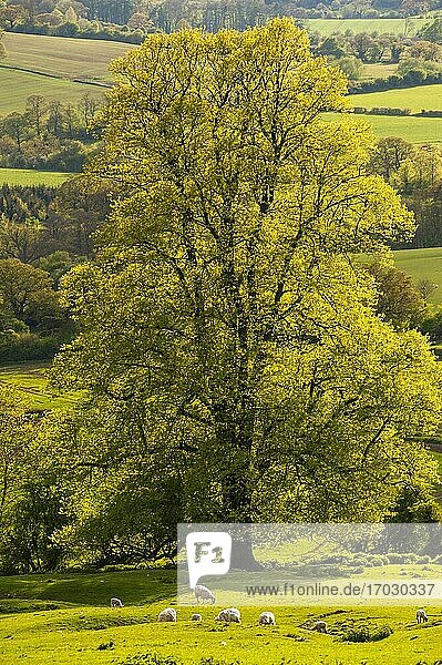 Herbstbaum  Winchcombe  The Cotswolds  Gloucestershire  England  Vereinigtes Königreich  Europa
