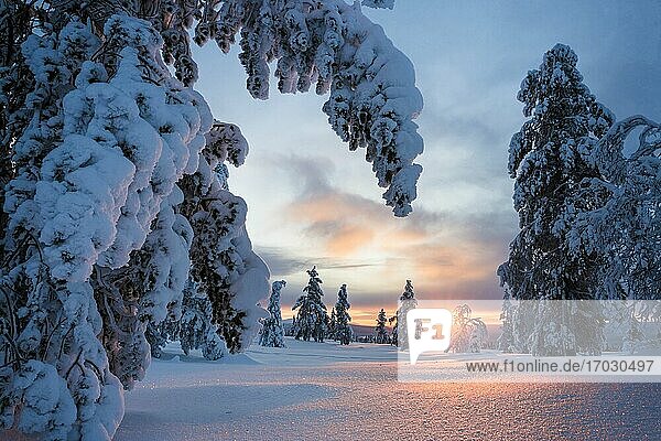 Schneebedeckte Winterlandschaft  Lappland  Pallas-Yllästunturi-Nationalpark  Finnland