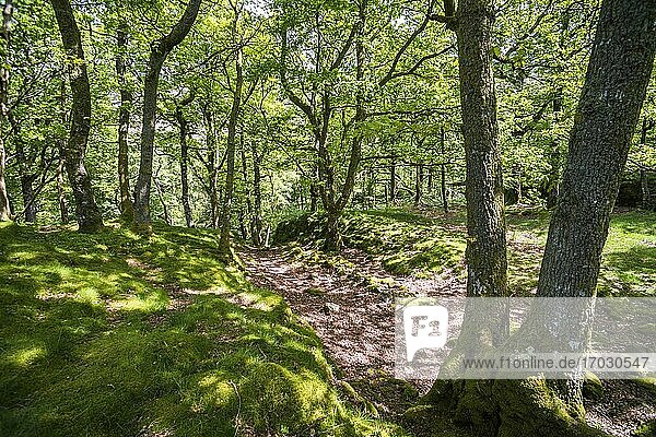 Wald am Derwent Water,  Lake District,  Cumbria,  England