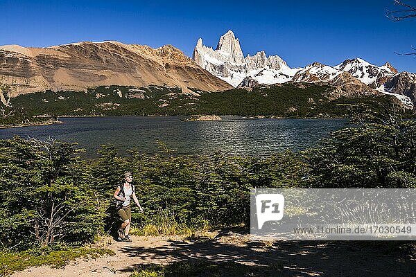 Wanderung am Lago Capri (Capri-See) mit dem Berg Fitz Roy (alias Cerro Chalten) im Hintergrund  El Chalten  Patagonien  Argentinien