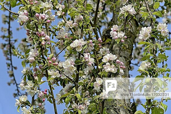 Apfelbaum (Malus)  Zweige mit Blüten  Nordrhein-Westfalen  Deutschland  Europa