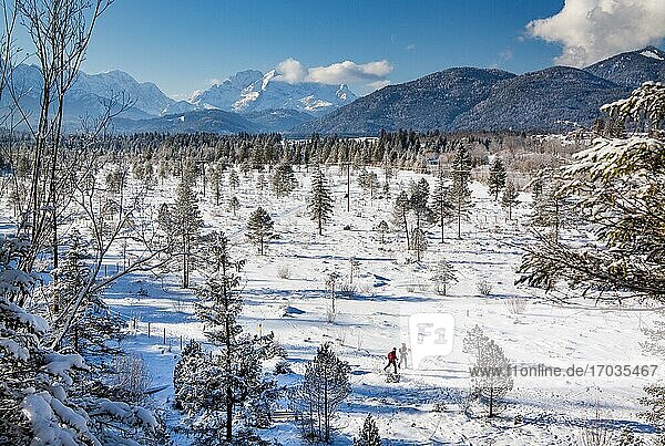 Winter landscape with Zugspitze group in the Wetterstein mountains and cross-country skiers in the Isatal  Wallgau  Werdenfelser Land  Upper Bavaria  Bavaria  Germany  Europe