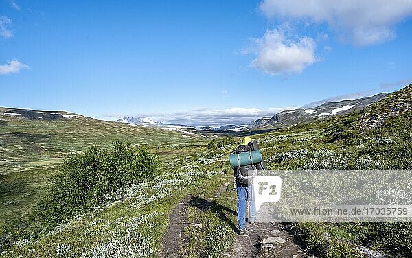 Wanderer auf Wanderweg im Fjell mit Bergen  Dovrefjell-Sunndalsfjella-Nationalpark  Norwegen  Europa
