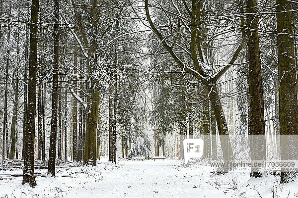 Winterlandschaft mit Schnee  Philips de Jongh Park  Eindhoven  Die Niederlande  Europa.
