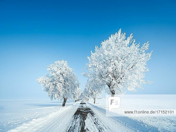 Allee durch tief verschneite kalte Winterlandschaft  Bäume mit Raureif  blauer Himmel  Burgenlandkreis  Sachsen-Anhalt  Deutschland  Europa