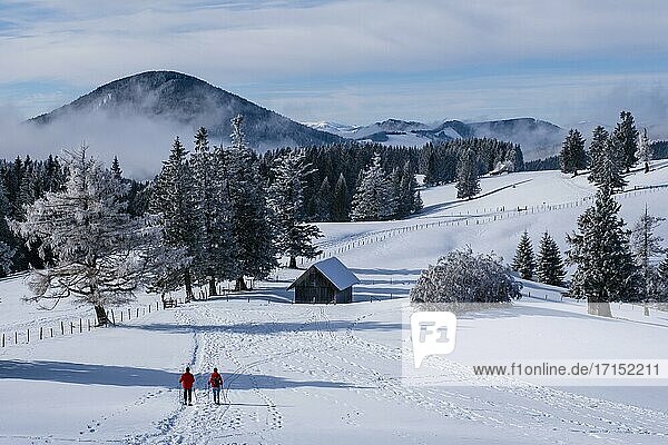 Winter Almenland with snowshoe hikers  Styria  Austria  Europe