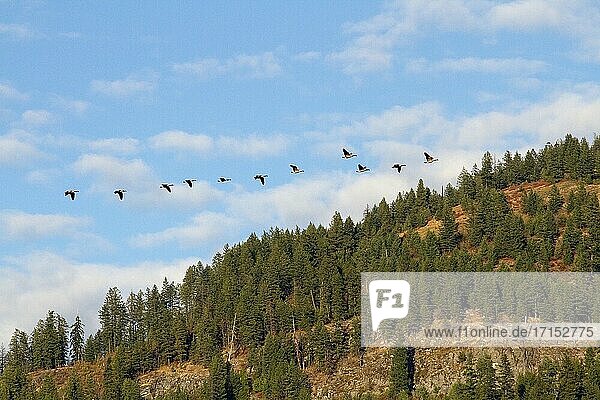Canada geese flying in northern Idaho  United States. Branta canadensis