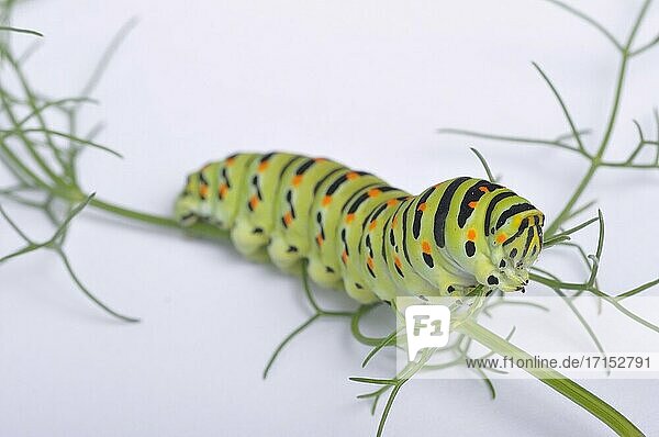 Swallowtail caterpillar on a white backgroung.