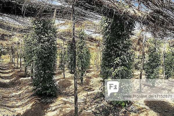Pfefferkornreben auf einer Bio-Pfefferfarm in der Provinz Kampot  Kambodscha.