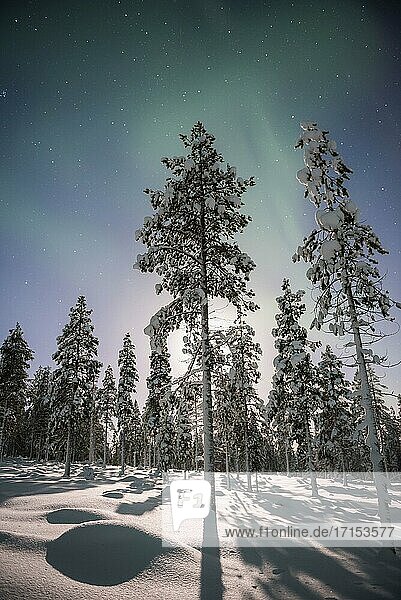 Nordlicht (Aurora borealis) über schneebedeckten Bäumen in einem Wald im Winter in Finnisch-Lappland  innerhalb des Polarkreises in Finnland