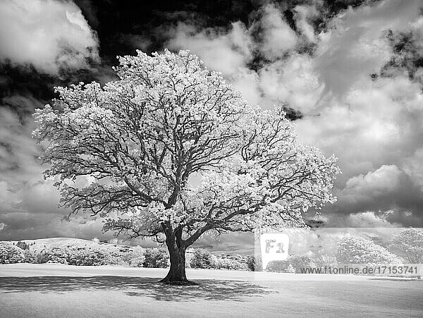 Ein Infrarotbild eines Baumes im Glyn Neath Golf Club in Pontneddfechan  Powys  Südwales.