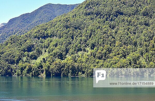 Nationalpark Vicente Perez Rosales mit dem See Todos Los Santos. Region de Los Lagos  Chile.