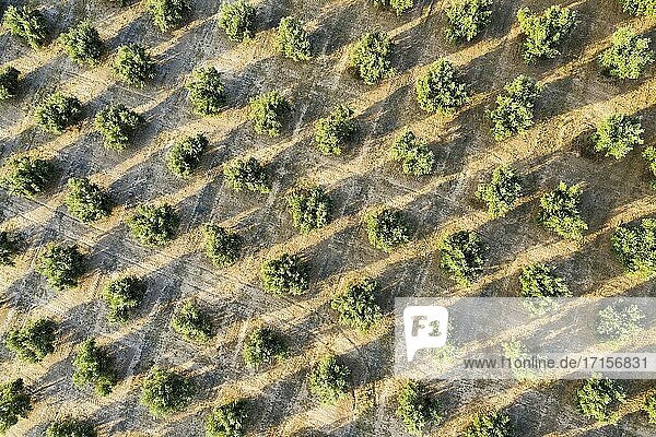Kultivierte Olivenbäume (Olea europaea). Ansicht aus der Luft. Drohnenaufnahme. Provinz C?rdoba  Andalusien  Spanien.